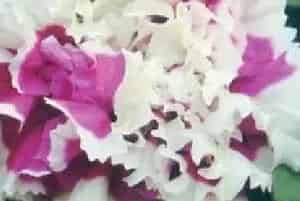 播种繁殖的绿植有哪些?矮牵牛(茄科矮牵牛属)碧冬茄、番薯花、洋牡丹、撞羽朝颜
