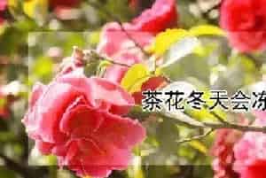 茶花冬天会冻死吗