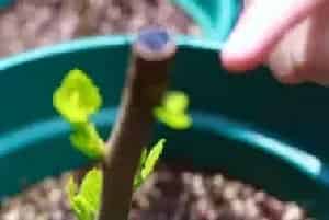 盆栽育苗 | 无花果幼苗冬天怎么管理
