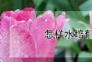 怎样水培郁金香