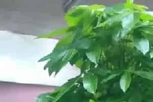 发财树能水培养吗，它的好处是什么？