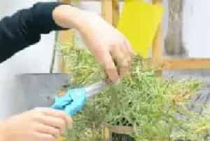 盆栽育苗 | 吊兰匍匐茎长得旺盛 原来还可以这么用