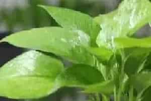 养殖水培植物经常烂根黄叶怎么办?这几招非常有用