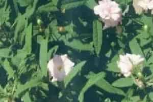 扦插繁殖的绿植有哪些?缠枝牡丹(旋花科打碗花属)