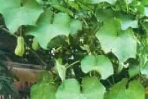 播种繁殖的绿植有哪些?佛手瓜(葫芦科佛手瓜属)洋丝瓜