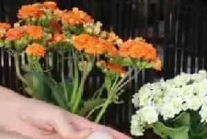 盆栽施肥 | 用鸡蛋养长寿花怎么养