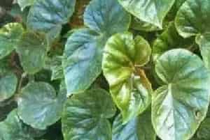 分生繁殖的绿植有哪些?象耳秋海棠(秋海棠科秋海棠属)