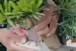 盆栽造型 | 谁说罗汉松粗枝拿弯必须破杆 这种方式拿弯造型效果更好