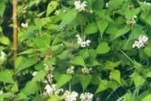 播种繁殖的绿植有哪些?野芝麻(唇形科野芝麻属)地蚤、山麦胡、山苏子