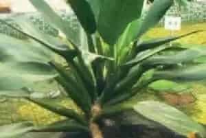 扦插繁殖的绿植有哪些?泡泡蔓绿绒(天南星科喜林芋属)立叶蔓绿绒