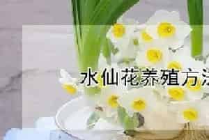 水仙花养殖方法(水培)