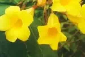 扦插繁殖的绿植有哪些?黄蝉(夹竹桃科黄蝉属)硬枝黄蝉