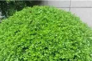 九里香怎么过冬