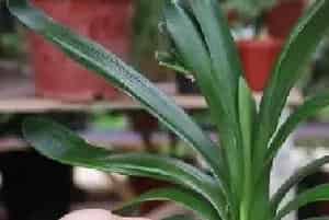 盆栽施肥 | 如何用花生给君子兰施肥