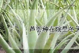 芦荟种在院里冬天会冻死吗