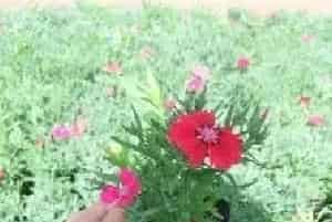 盆栽育苗 | 盆栽石竹花的繁殖方法
