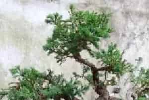 盆景知识 | 盆景的命名方式