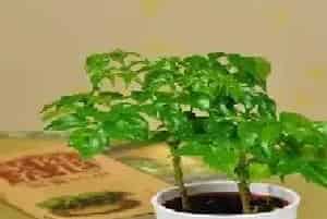 盆栽育苗 | 幸福树繁殖方法