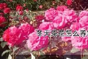冬天茶花怎么养家庭养法