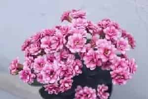 长寿花冬季会冻死吗