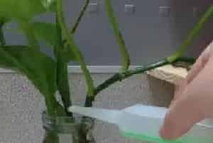 盆栽施肥 | 营养液怎么用