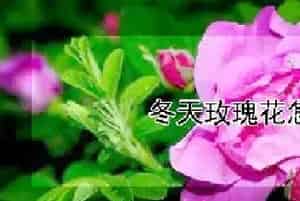 冬天玫瑰花怎么养