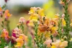 金鱼草花语