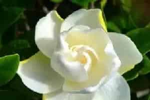 栀子花冬季会冻死吗