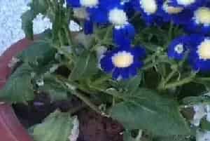 盆栽种子 | 瓜叶菊播种时间及方法