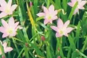 分生繁殖的绿植有哪些?小韭兰(石蒜科葱兰属)韭菜莲