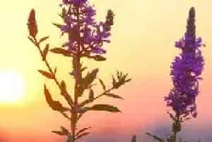 飞燕花语及寓意