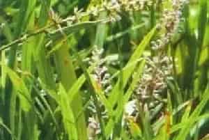 分生繁殖的绿植有哪些?山麦冬(百合科山麦冬属)