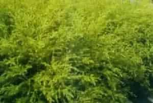 扦插繁殖的绿植有哪些?黄金香柳(桃金娘科白千层属)千层金