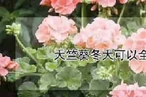 天竺葵冬天可以全部剪掉吗