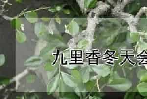 九里香冬天会冻死吗