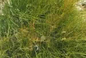 扦插繁殖的绿植有哪些?木贼麻黄(麻黄科麻黄属)山麻黄
