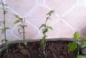 盆栽育苗 | 梅花种子什么时候种