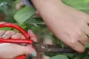 盆栽修剪 | 发财树怎么打芽才能让它多长新芽
