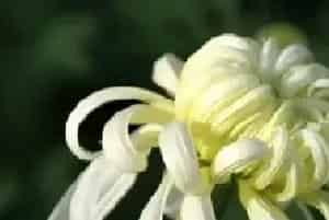 冬天怎么养护和修剪菊花：留根存芽，修剪别留手