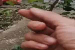 树木盆景 | 老鸦柿熟桩什么时候换盆