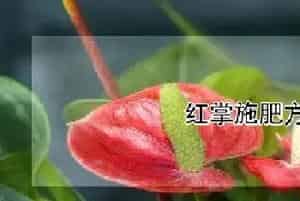 红掌施肥方法