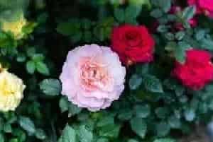 牡丹的花语和寓意是什么