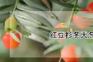 红豆杉冬天怎么养