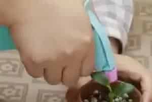 盆栽育苗 | 金鱼吊兰的叶子可以插活吗