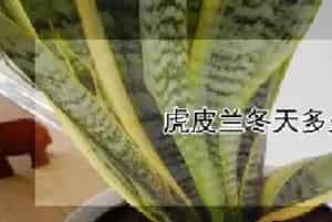 虎皮兰冬天多久浇水