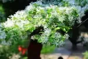 盆景制作 | 流苏嫁接桂花盆景