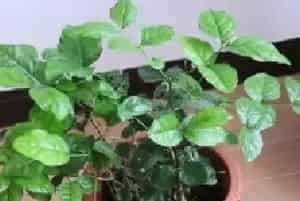 盆景养护管理 | 茉莉花冬天开花吗 如何让茉莉在冬季开花