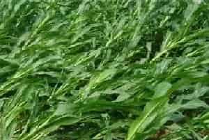 玉米倒伏的 因素及解决措施