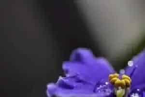 紫罗兰花语寓意及日常养护要点