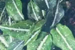 分生繁殖的绿植有哪些?白宽肋斑点粗肋草(天南星科广东万年青属)